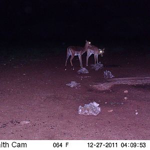 Trail Camera Namibia