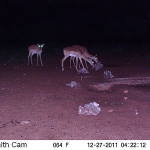 Trail Camera Namibia