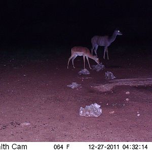 Trail Camera Namibia