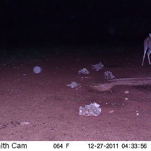 Trail Camera Namibia