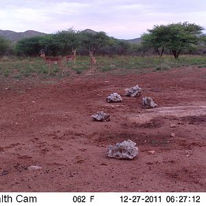 Trail Camera Namibia