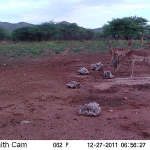 Trail Camera Namibia