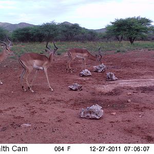 Trail Camera Namibia