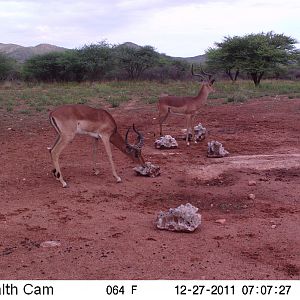 Trail Camera Namibia