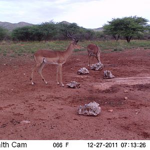 Trail Camera Namibia