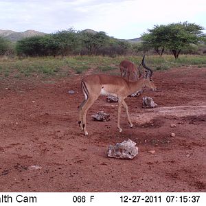 Trail Camera Namibia