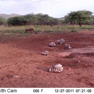 Trail Camera Namibia