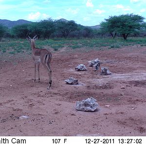 Trail Camera Namibia