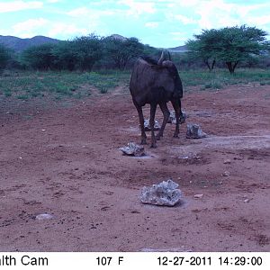 Trail Camera Namibia