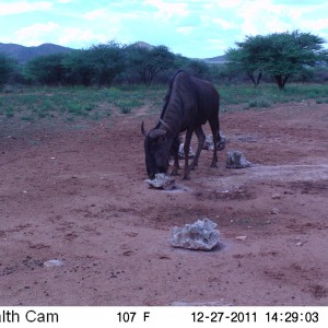 Trail Camera Namibia