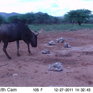 Trail Camera Namibia