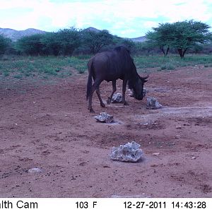 Trail Camera Namibia