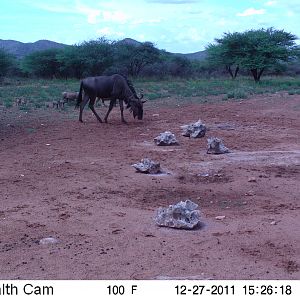 Trail Camera Namibia