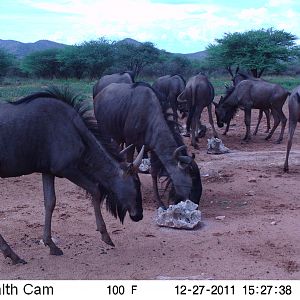 Trail Camera Namibia