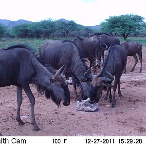 Trail Camera Namibia