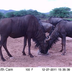 Trail Camera Namibia