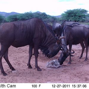 Trail Camera Namibia