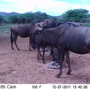 Trail Camera Namibia