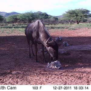 Trail Camera Namibia