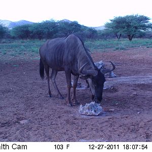 Trail Camera Namibia