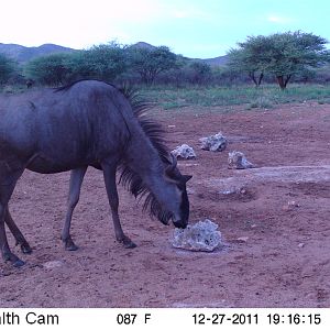 Trail Camera Namibia