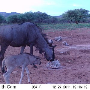 Trail Camera Namibia