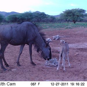 Trail Camera Namibia