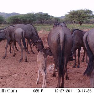 Trail Camera Namibia