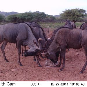 Trail Camera Namibia