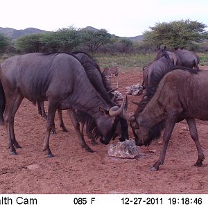 Trail Camera Namibia