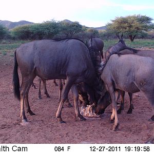 Trail Camera Namibia