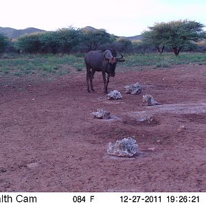 Trail Camera Namibia