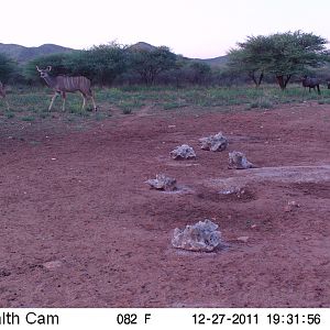 Trail Camera Namibia