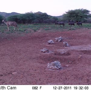 Trail Camera Namibia