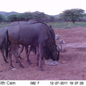 Trail Camera Namibia