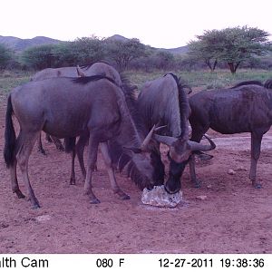 Trail Camera Namibia