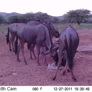 Trail Camera Namibia