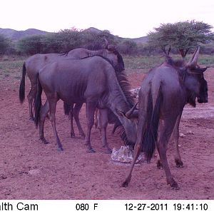 Trail Camera Namibia