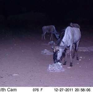 Trail Camera Namibia