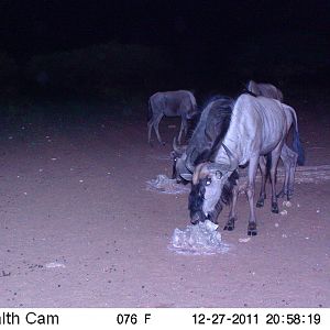 Trail Camera Namibia