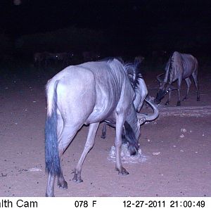 Trail Camera Namibia