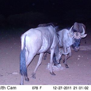 Trail Camera Namibia