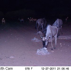 Trail Camera Namibia