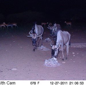 Trail Camera Namibia