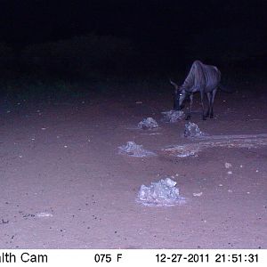 Trail Camera Namibia