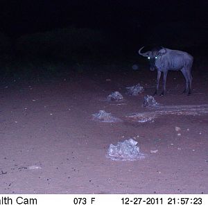 Trail Camera Namibia