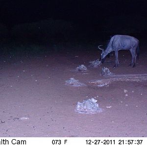 Trail Camera Namibia