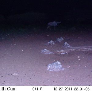 Trail Camera Namibia