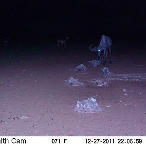 Trail Camera Namibia