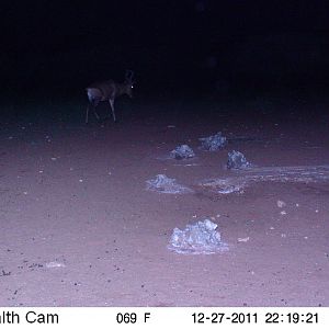 Trail Camera Namibia